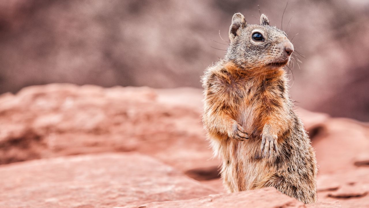 Wildlife Encounters at the South Rim