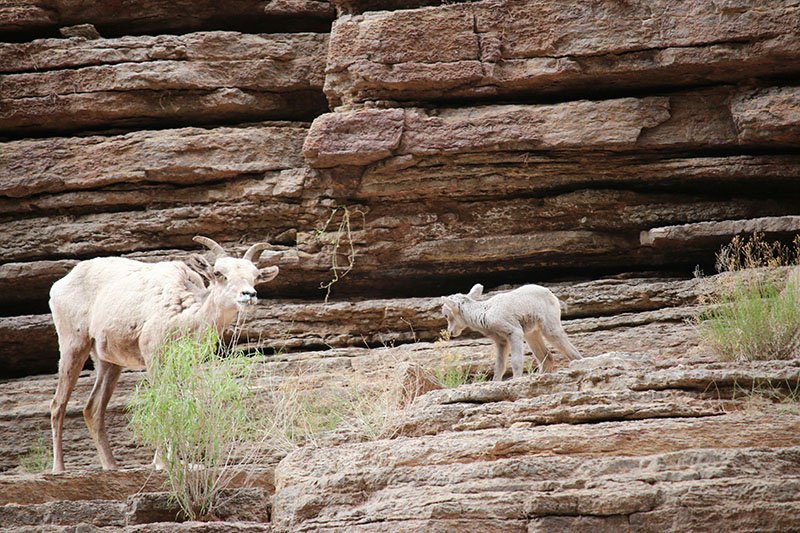 Protecting the Grand Canyon — Sustainable Rafting & Environmental Stewardship
